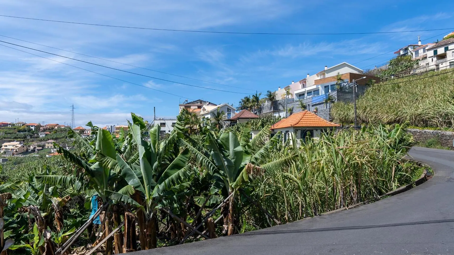 度假居 Sleep Among The Bananas! Rustic Cottage With Trails At Your Doorstep 蓬他达维托亚